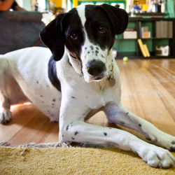 DogWatch of Upstate NY, Otego, New York | Indoor Pet Boundaries Contact Us Image
