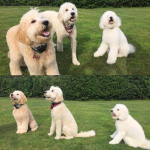 three goldendoodle