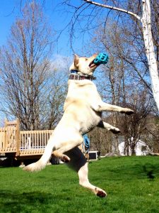 Kairos the yellow lab leaping into the air