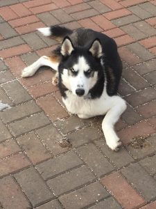 husky mix