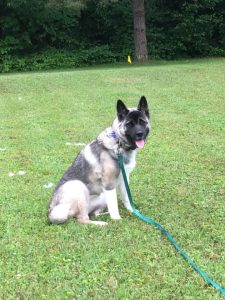 Koda the Akita puppy