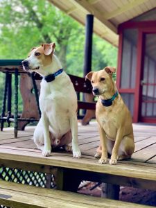 Photo of two dogs by Lisa Rockefeller