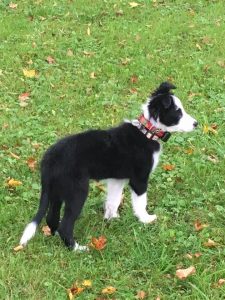 Serena the border collie puppy